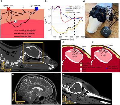 Near-Infrared Spectroscopy as a Tool for Marine Mammal Research and Care